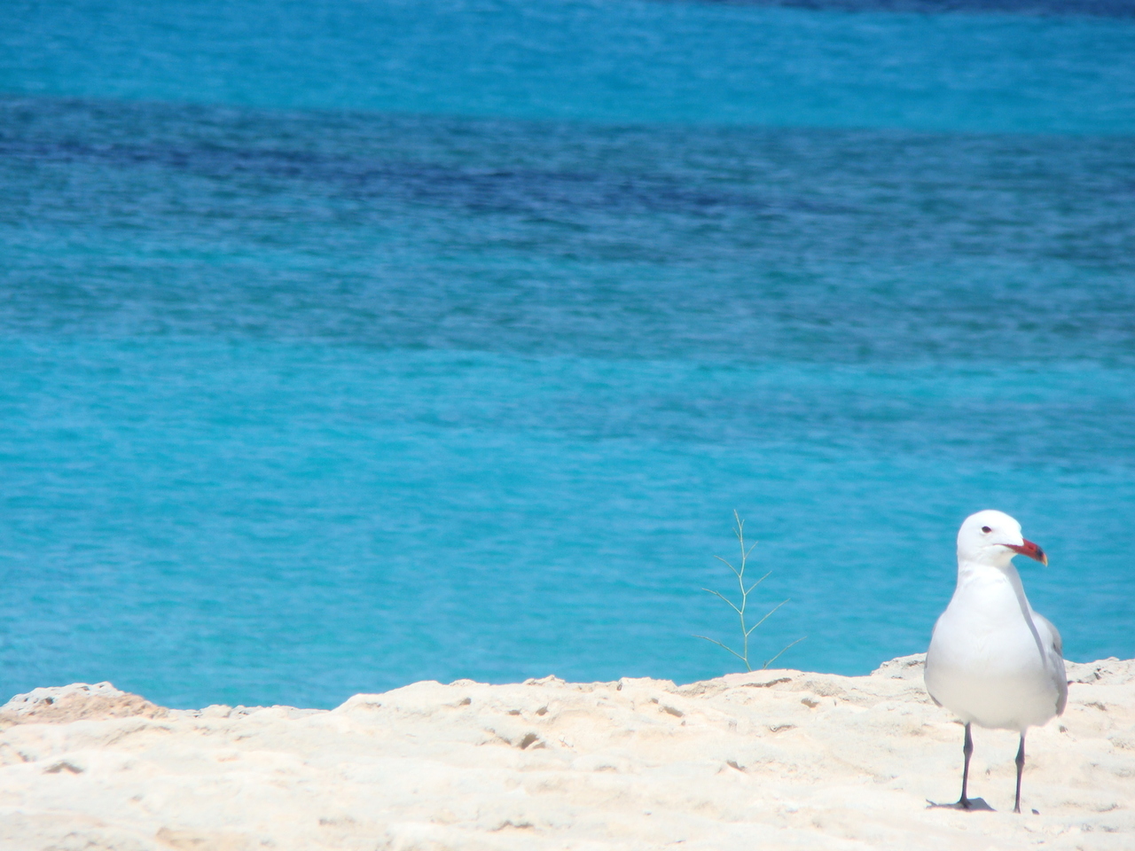 gaviota formentera